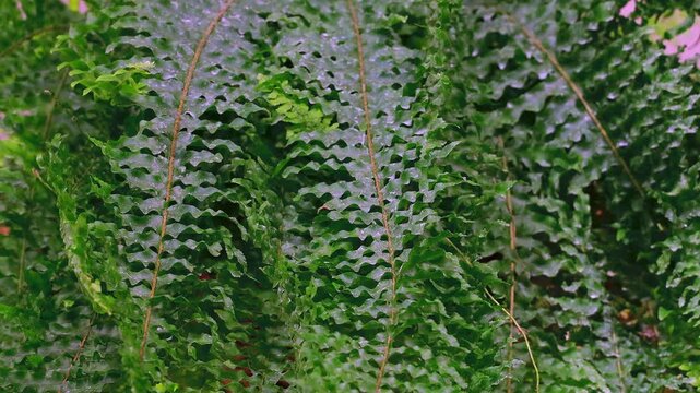 Cinematic high angle rotating Nephrolepis pendula fern houseplant. Seamless loop of exotic potted green foliage spinning under soft light. Minimal botanical aesthetics background for interior decor.