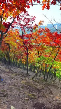 Colorful autumn leaves in the forest, American oaks.