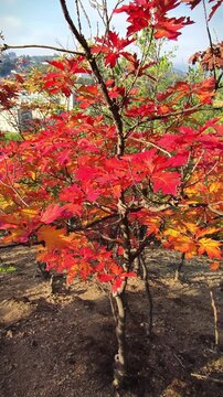 Colorful autumn leaves in the forest, American oaks.