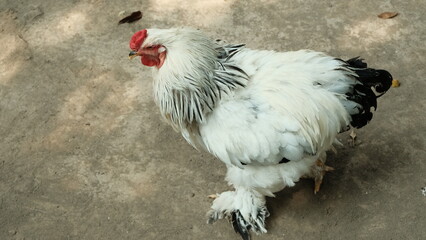 Large white brahma rooster with feathered legs standing on dirt ground © aziseptian