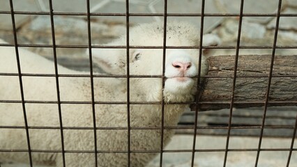 Cute white lamb looking through a wire fence in a farm © aziseptian