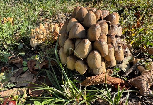 mushrooms in the forest
