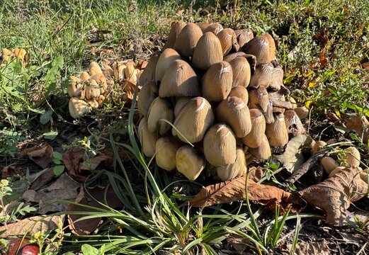 mushrooms in the forest