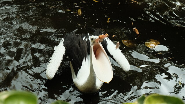Australian pelican catching fish in its wide open beak while swimming
