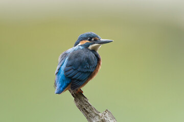 Obraz premium Common European Kingfisher Alcedo atthis perching on a branch somewhere in Central France