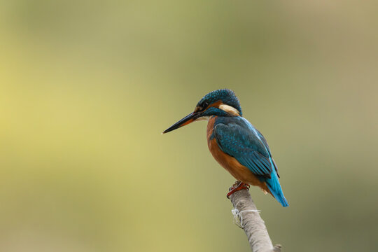 Common European Kingfisher Alcedo atthis perching on a branch somewhere in Central France
