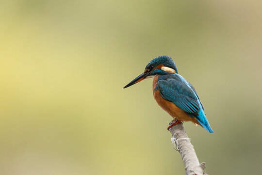 Common European Kingfisher Alcedo atthis perching on a branch somewhere in Central France