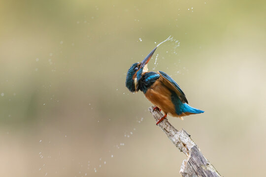 Common European Kingfisher Alcedo atthis perching on a branch somewhere in Central France