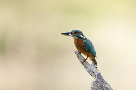 Common European Kingfisher Alcedo atthis perching on a branch somewhere in Central France