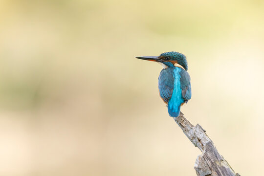 Common European Kingfisher Alcedo atthis perching on a branch somewhere in Central France