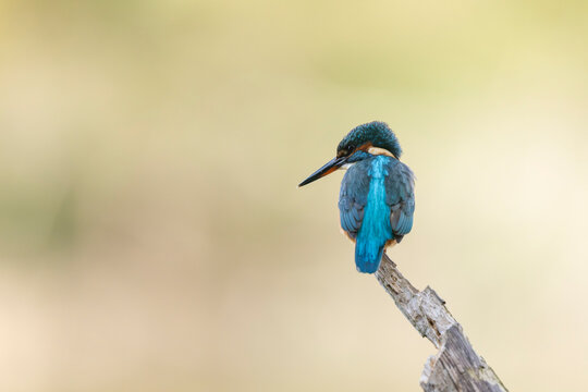 Common European Kingfisher Alcedo atthis perching on a branch somewhere in Central France