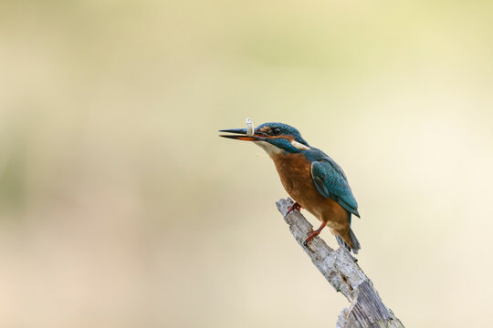 Common European Kingfisher Alcedo atthis perching on a branch somewhere in Central France