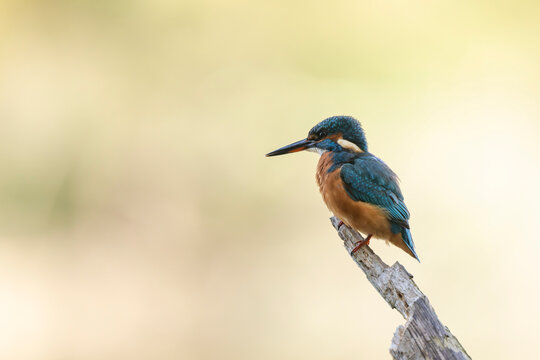 Common European Kingfisher Alcedo atthis perching on a branch somewhere in Central France