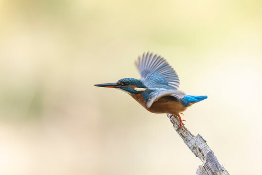 Common European Kingfisher Alcedo atthis perching on a branch somewhere in Central France