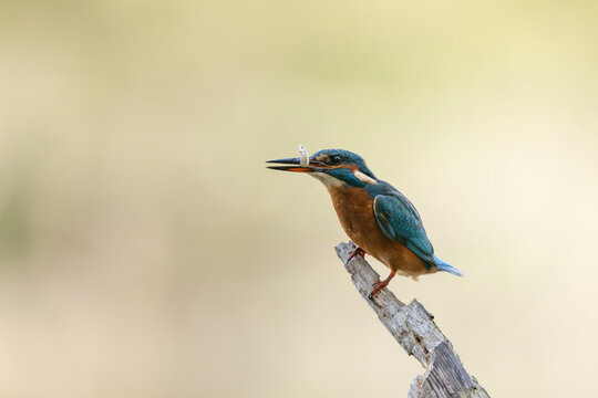 Common European Kingfisher Alcedo atthis perching on a branch somewhere in Central France
