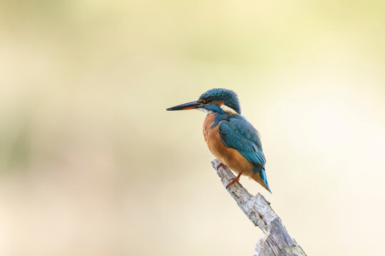 Common European Kingfisher Alcedo atthis perching on a branch somewhere in Central France