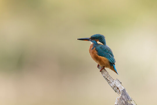 Common European Kingfisher Alcedo atthis perching on a branch somewhere in Central France