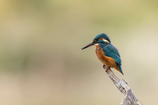 Common European Kingfisher Alcedo atthis perching on a branch somewhere in Central France