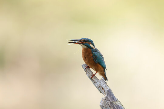 Common European Kingfisher Alcedo atthis perching on a branch somewhere in Central France