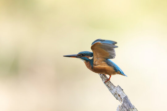 Common European Kingfisher Alcedo atthis perching on a branch somewhere in Central France