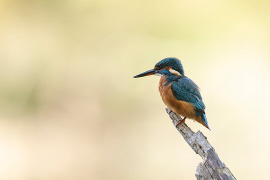Common European Kingfisher Alcedo atthis perching on a branch somewhere in Central France