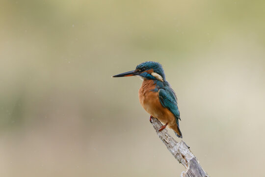 Common European Kingfisher Alcedo atthis perching on a branch somewhere in Central France