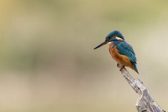 Common European Kingfisher Alcedo atthis perching on a branch somewhere in Central France