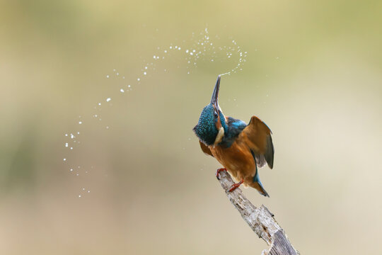 Common European Kingfisher Alcedo atthis perching on a branch somewhere in Central France