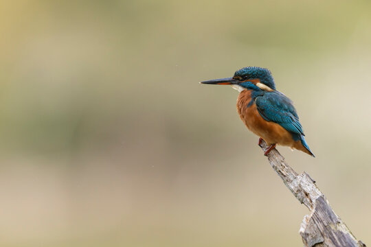 Common European Kingfisher Alcedo atthis perching on a branch somewhere in Central France