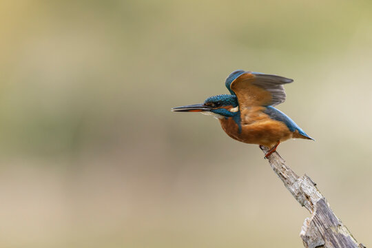 Common European Kingfisher Alcedo atthis perching on a branch somewhere in Central France