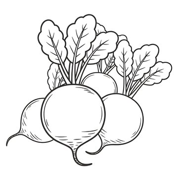 Handdrawn black and white illustration of fresh organic garden radishes