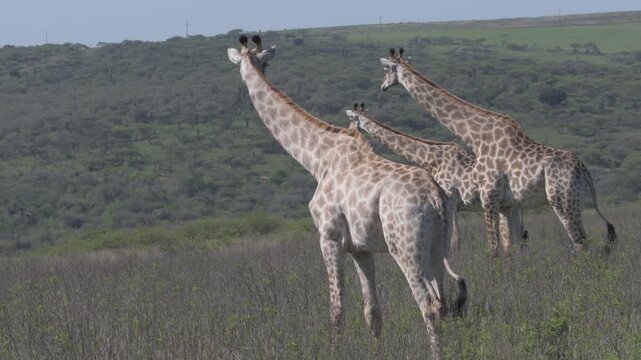 wild south african giraffes roaming across tall field grass and gazing towards a green forested ridge on an open wildlife game reserve under daylight
