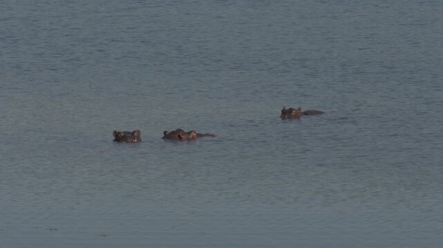 three wild common hippos swimming and resting mostly submerged in calm lake water with their heads above the surface during daylight