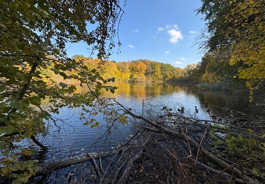 autumn in the forest