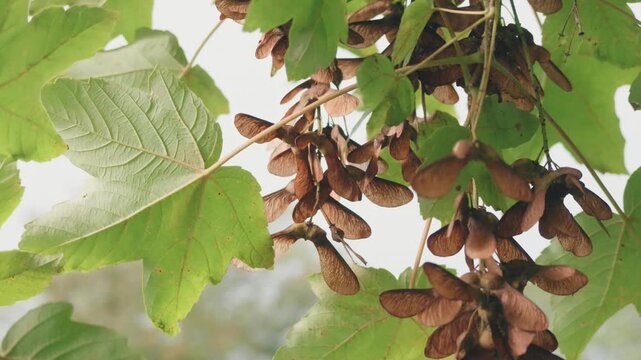 Exploring the beauty of winged seeds hanging from tree branches in a garden