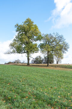Fraxinus excelsior Gemeine Esche Habitus in Herbstf&auml;rbung