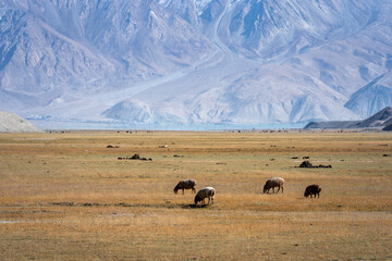 Fototapeta premium cattle and sheep grazing on the vast grasslands of pamir plateau with snow mountains in background