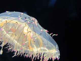 Transparent jellyfish floating in dark water with glowing pink and yellow tentacles, underwater marine life close-up © Marianne