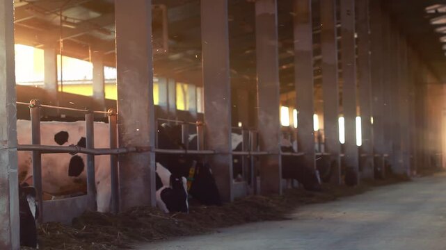Dairy cows eating hay barn stalls. Holstein cattle herd feeding farm sunrise.