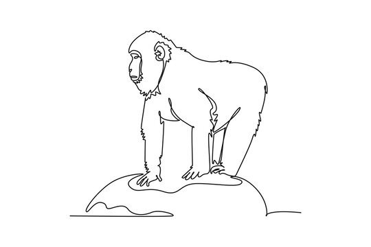 Single one line drawing fluffy Japanese macaque standing alertly on all fours atop a rock, showcasing its thick woodland coat, observant gaze. Continuous line draw design graphic vector illustration