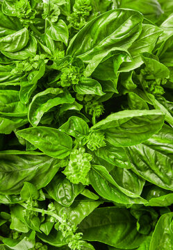 Fresh basil leaves and flowers growing densely