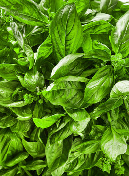 Fresh basil foliage with blooming flower buds