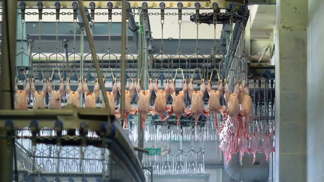 Row plucked chicken carcasses moving overhead line. Poultry factory production.