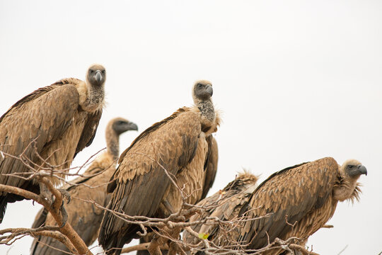 Close up view of a small flock of White-backed Vultures (Gyps africanus), Perched in a tree in Victoria Falls National Park, Zimbabwe