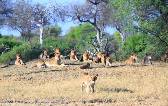 Lioness in foreground walking away from her large pride, which are out of focus in the background, Hwange National Park, Zimbabwe