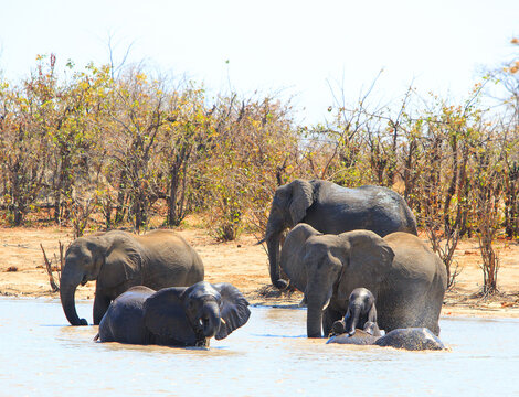 Family herd of African Elephants at a waterhole with a small calf climbing on the back of another. hWANGE nATIONAL park, Zimbabwe
