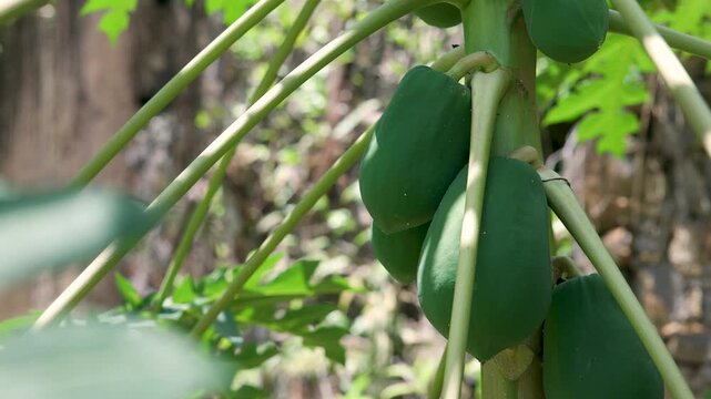 Fruits growing on a Plantation on Pr&iacute;ncipe island, S&atilde;o Tom&eacute; and Pr&iacute;ncipe