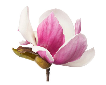 Side view of a pink and white lily magnolia flower with upright petals, fuzzy golden-brown sepals and a short woody stem, isolated on transparent background with clipping path.