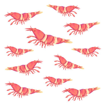Hand drawn illustration of red cherry shrimp set