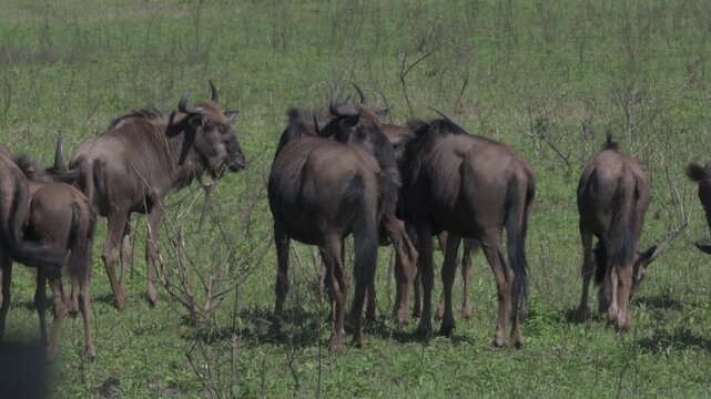 group of wild blue wildebeest grazing and resting in an open green pasture field within a protected wildlife game reserve during daytime